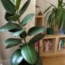 Large Plant Ficus Elastica Image 2