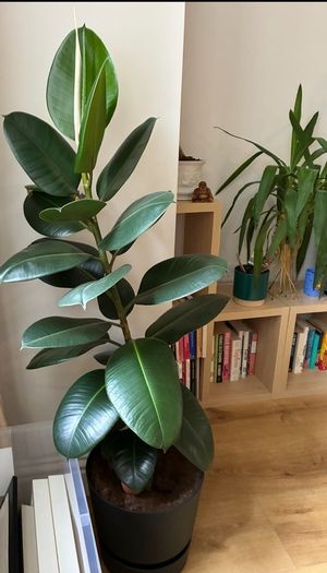 Large Plant Ficus Elastica
