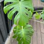 Large monstera Image 2
