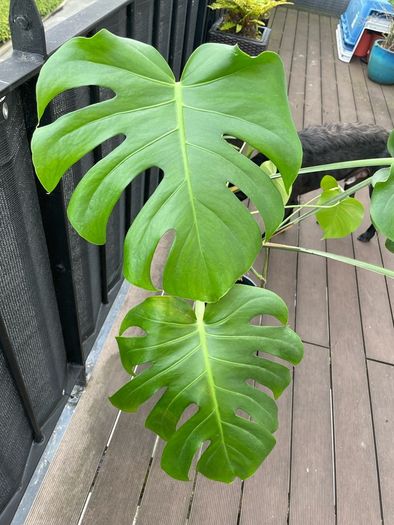 Large monstera