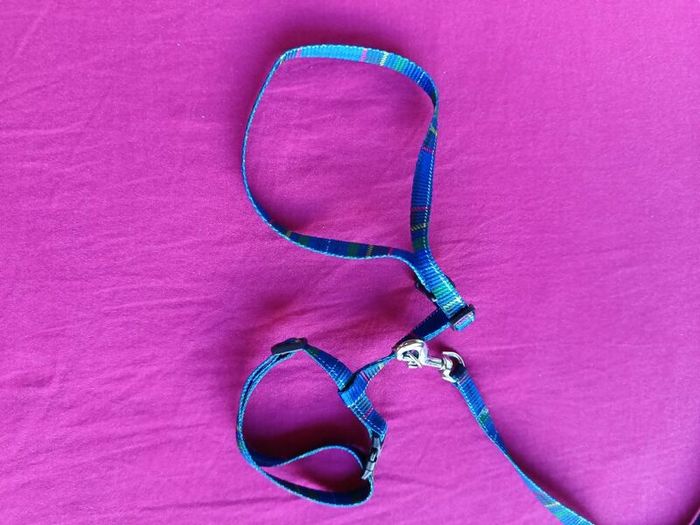 Harness/ leash small