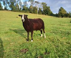 Purebred Registered Zwarble Ram