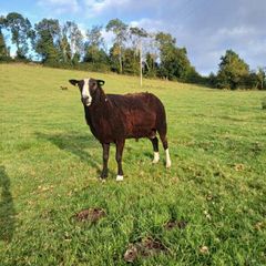 Purebred Registered Zwarble Ram