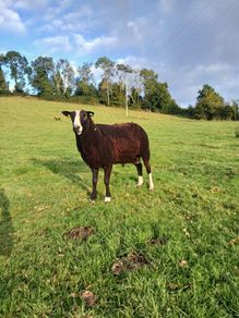 Purebred Registered Zwarble Ram