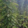 Premium Fruit Trees (Pear, Plum & Cherry)  Instan Image 4