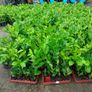 Laurel Hedging Image 6