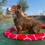 Floating air bed for dog Image 3