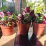 Trandescantia Pink and Portulaca Oleracea Image 2