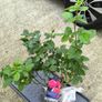roses plants Image 3