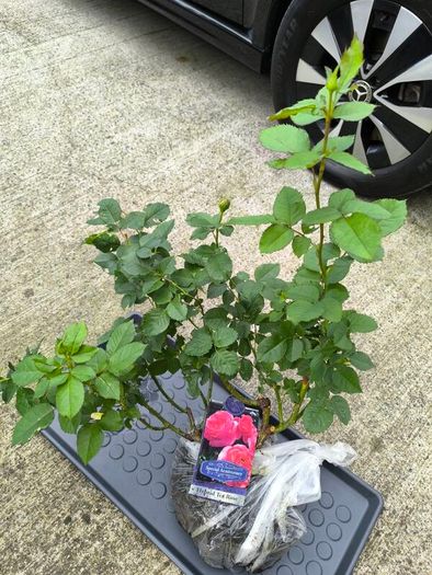 roses plants