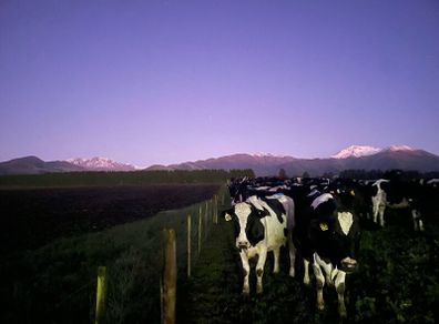 Relief milker available