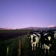 Relief milker available