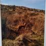 Mounted Original Photography - Wicklow Fox Image 3