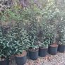 4ft Portuguese laurel hedging Image 4