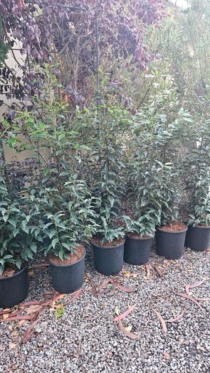 4ft Portuguese laurel hedging