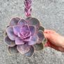 plant Image 2