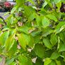 plants Image 3