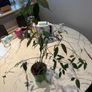 Tall Weeping Fig Ficus benjamina Image 2