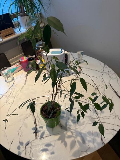 Tall Weeping Fig Ficus benjamina