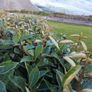Elaeagnus Hedging Image 4