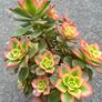 plant Image 5