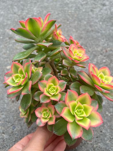 plant