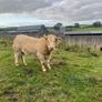 Cattle Image 3