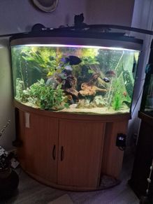 Juwel 350l corner setup