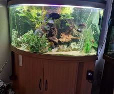Juwel 350l corner setup