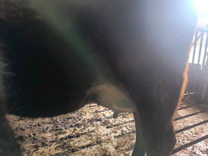 1st lactation cows