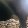 1st lactation cows Image 6