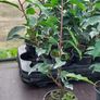 Portuguese Laurel Image 4