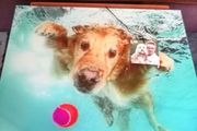 Underwater Dogs and Pups Photography by Seth Casteel on Frameless Printed Tempered Art Glass