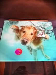 Underwater Dogs and Pups Photography by Seth Casteel on Frameless Printed Tempered Art Glass