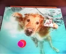Underwater Dogs and Pups Photography by Seth Casteel on Frameless Printed Tempered Art Glass