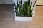 Sansevieria Zeylanica trough