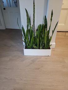 Sansevieria Zeylanica trough
