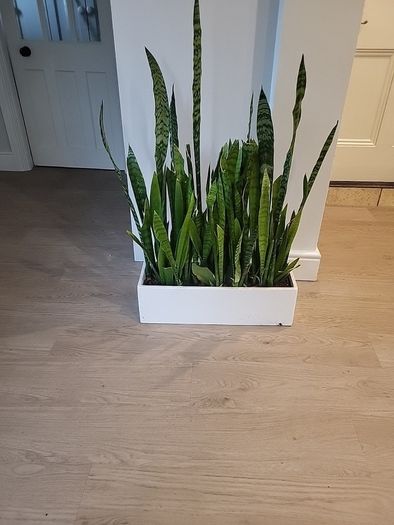 Sansevieria Zeylanica trough
