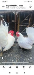bantams