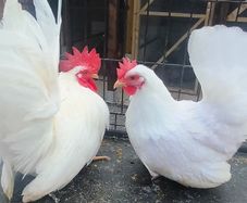 bantams
