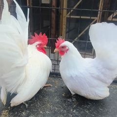 bantams