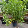 Extra large 130cm high x 75cm diameter very established calamondin citrus tree in weathered terracotta pot Image 2