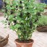 plants Image 2