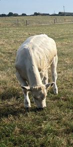 Charolais weanlings