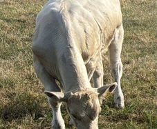 Charolais weanlings