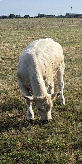 Charolais weanlings