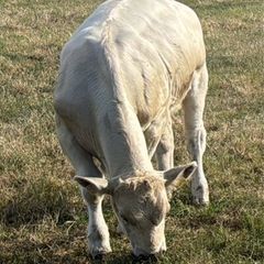 Going To Cashel Mart 12th September