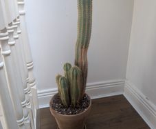 Cactus