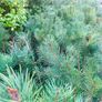 Native grown pine trees Image 2