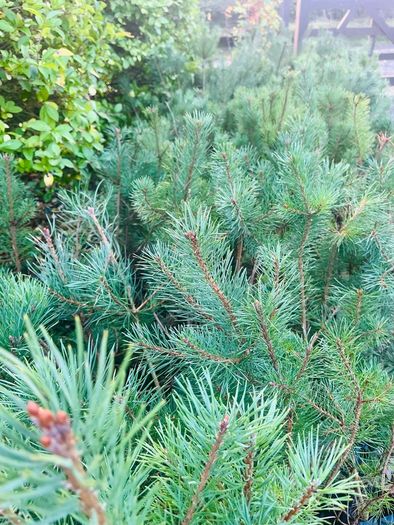 Native grown pine trees